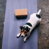 The RSPCA has spoken against the recent rise in popularity of 'puppy yoga.'