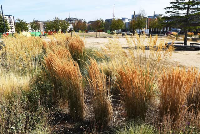 Parched grass in the summer's extreme heat.