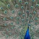Proud as a peacock by Sally Mastronardi