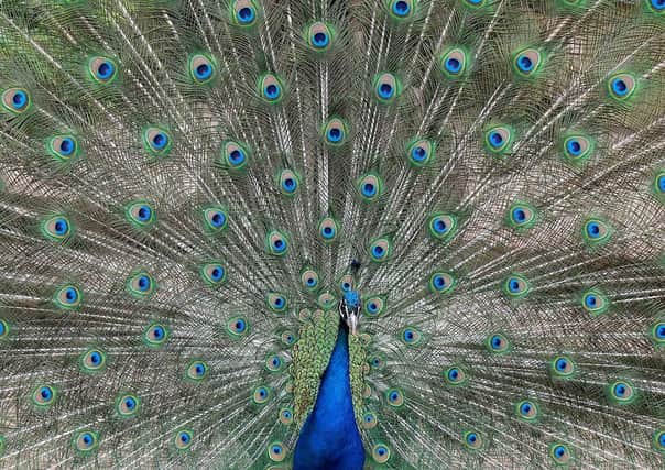 Proud as a peacock by Sally Mastronardi