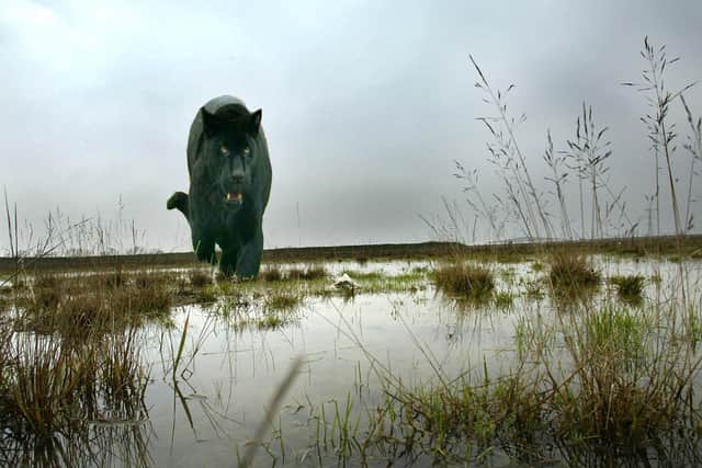 Big cat