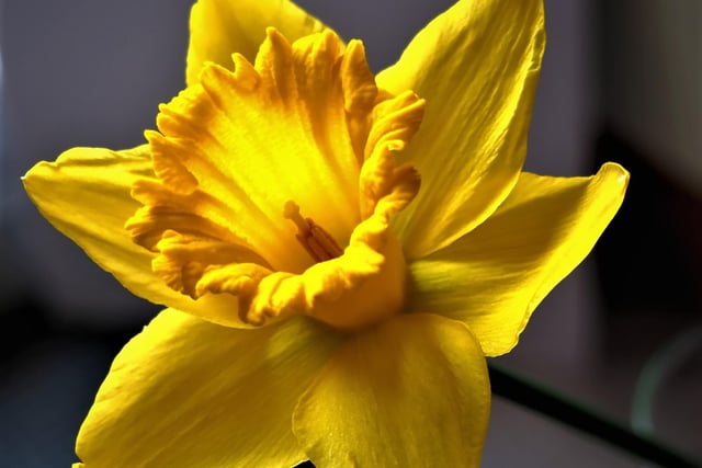 Daffodil by Mike W Brown.