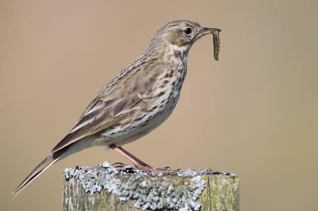 Meadow Pipit