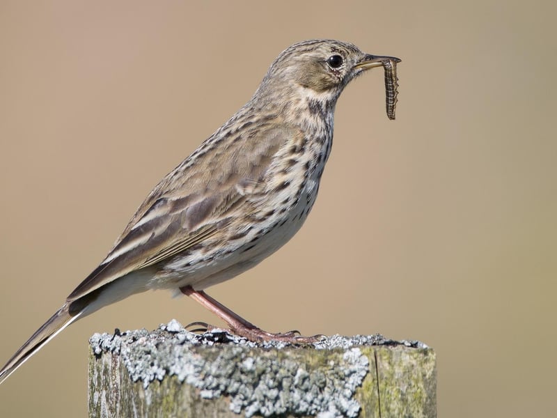 Meadow Pipit