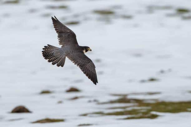 West Yorkshire will be home to a variety of birds this winter.