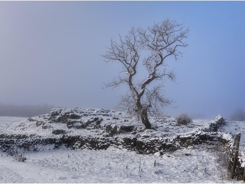 A winter's tree