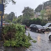 The impact of Storm Babet - a fallen tree in Dewsbury. (Photo credit: Kirklees Council)