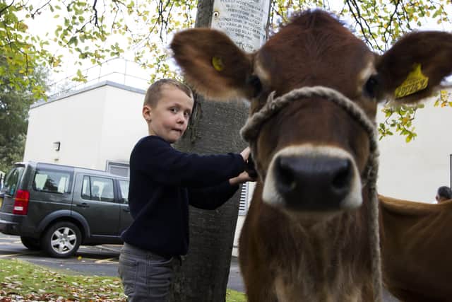 Harvest Show at Whitechapel Primary School, Cleckheaton. Harry Virr, four, brushes a calf.