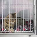 The RSPCA have appealed for donations after new statistics revelaed a 25 per cent increase in cruelty against cats.