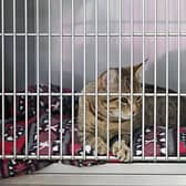 The RSPCA have appealed for donations after new statistics revelaed a 25 per cent increase in cruelty against cats.