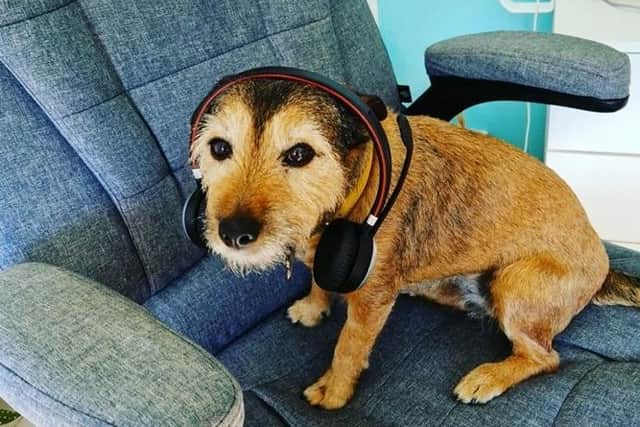 Frankie the Border Terrier on her owner's office chair