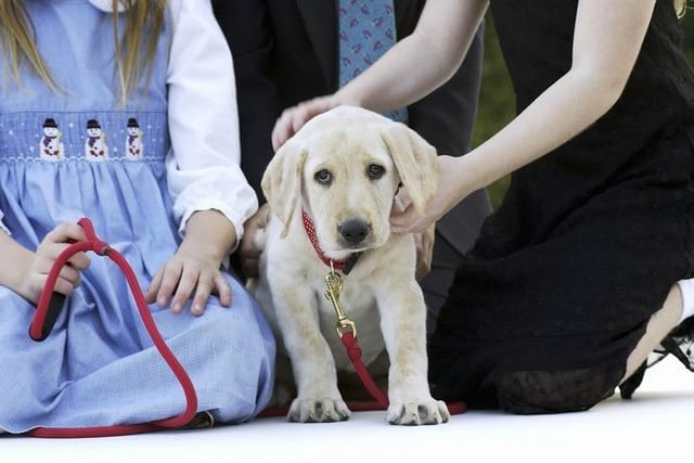 Labrador Retrievers have a price tage of more than £1,200.