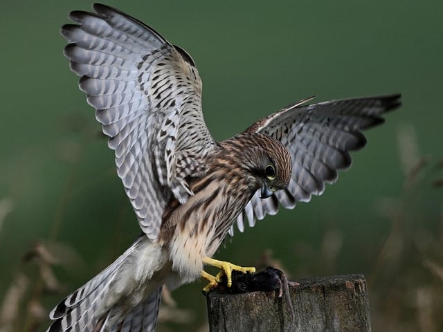 Kestrel landing with prey.