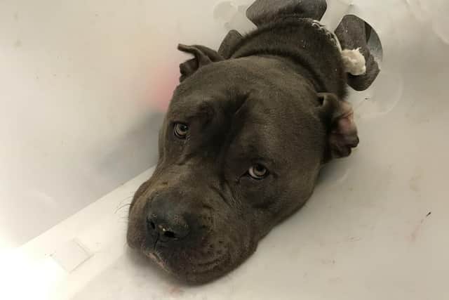 RSPCA appeal for information after seriously ill dog left at Vets4Pets ...