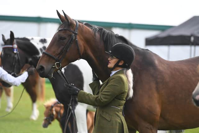 Horse and Pony Show