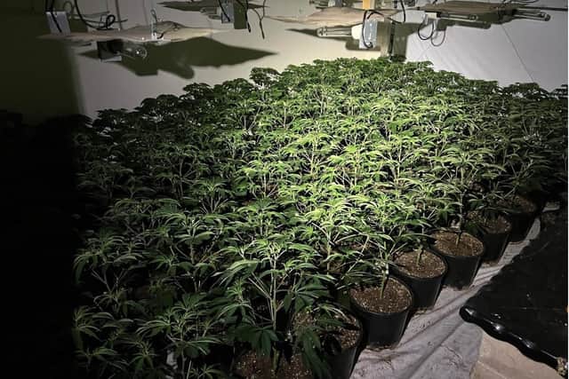 A combined total of 783 cannabis plants were found.
