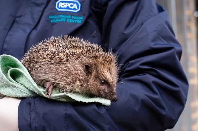 RSPCA braced for a spike in hedgehog calls as busiest month combines with heatwave