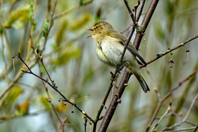 Singing Chiff Chaff by Peter Norton.