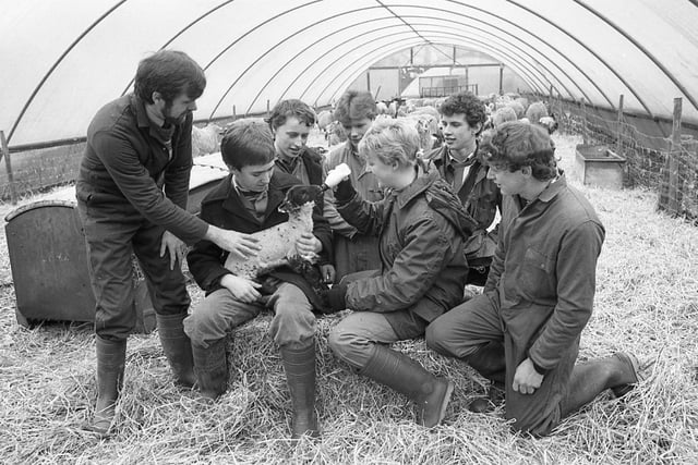 Students look on as lecturer Len Bagley directs Ann-Louise Painter and David Sumner in holding and bottle feeding lambs at the Lancashire College of Agriculture and Horticulture