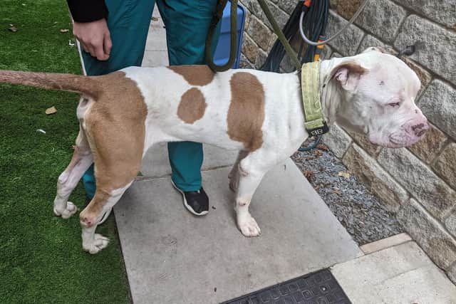 The two-year old American Bulldog was found in a poor condition in Dewsbury.