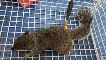 A horrifying crossbow attack on a squirrel being is one of the most recent attacks dealt with by the RSPCA.