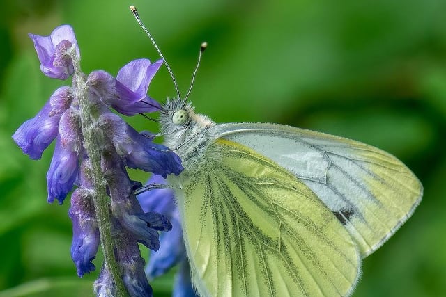 Green veined white butterfly