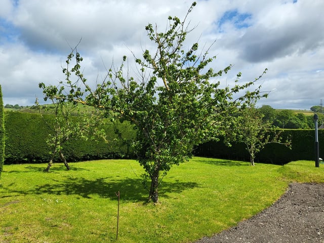 The hedged rear garden, with countryside stretching out beyond.