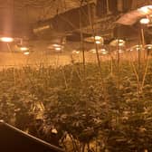 Police have seized cannabis plants potentially worth £1 million after a latest raid targeting organised criminality in Dewsbury.