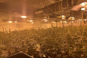 Police have seized cannabis plants potentially worth £1 million after a latest raid targeting organised criminality in Dewsbury.