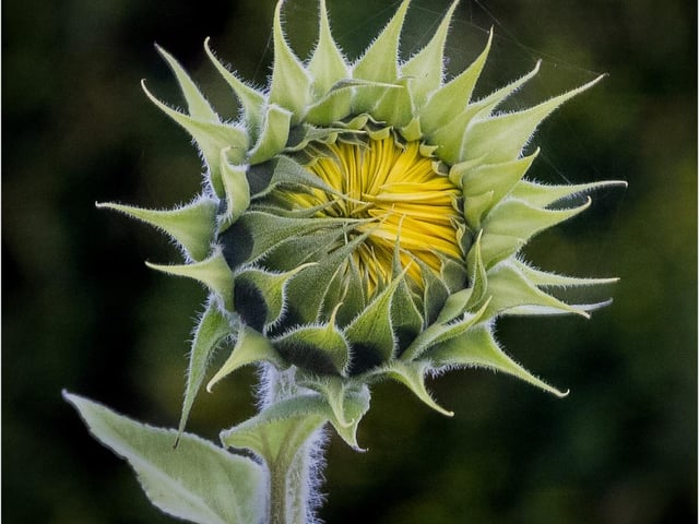 Sunflower bud.