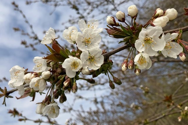 Early Blossom by Kate Messenger.