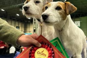 Ziggy and Nettle the Parson Russell Terriers owned by Dean Hobson, who attends Soothill Ringcraft Club in Batley.