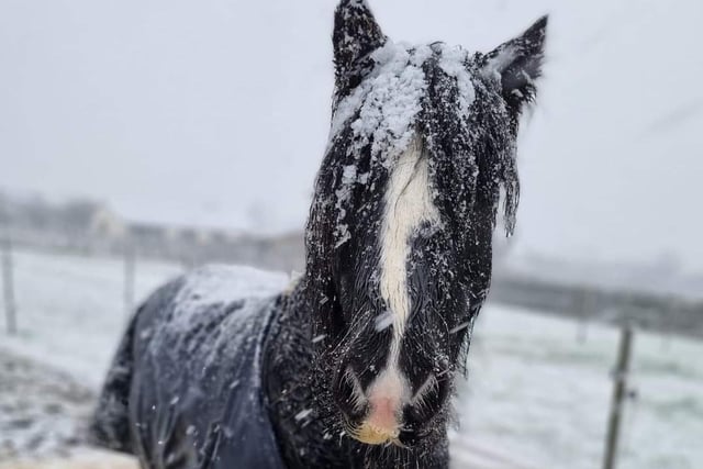 A horse is wrapped up against a cold snow.