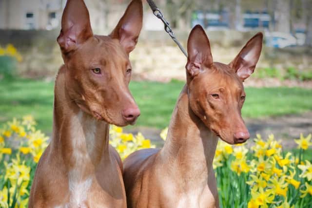 Haley Reynolds's Pharaoh Hounds Chase and Sienna will compete in Crufts this weekend.