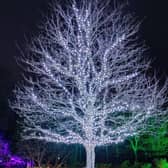 The Kirkwood tree lit up with lights dedicated to the memory of loved ones