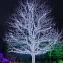The Kirkwood tree lit up with lights dedicated to the memory of loved ones