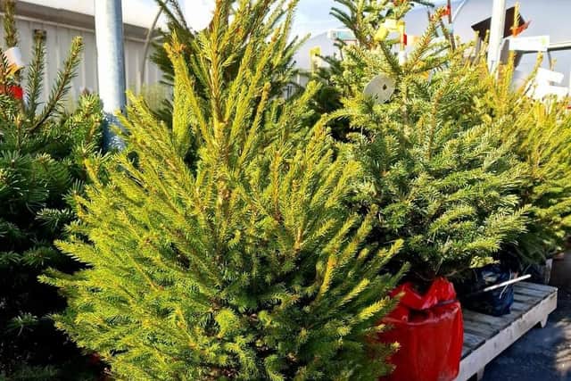 Mirfield Garden Centre has frozen its prices of real Christmas trees in a bid to ensure consumers don’t fork out ‘even more for their festive supplies.’