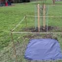 A tree planting ceremony, organised by the Rotary Club of Mirfield, to commemorate the coronation of King Charles III is set to take place in Ings Grove Park this weekend.