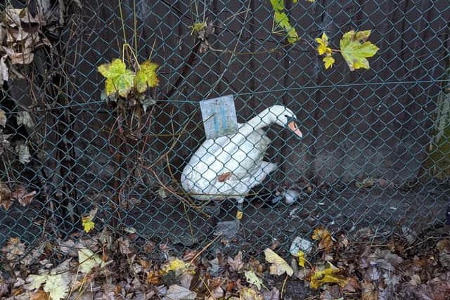 The swan was found wedged between the side of the industrial building and a wire mesh fence.