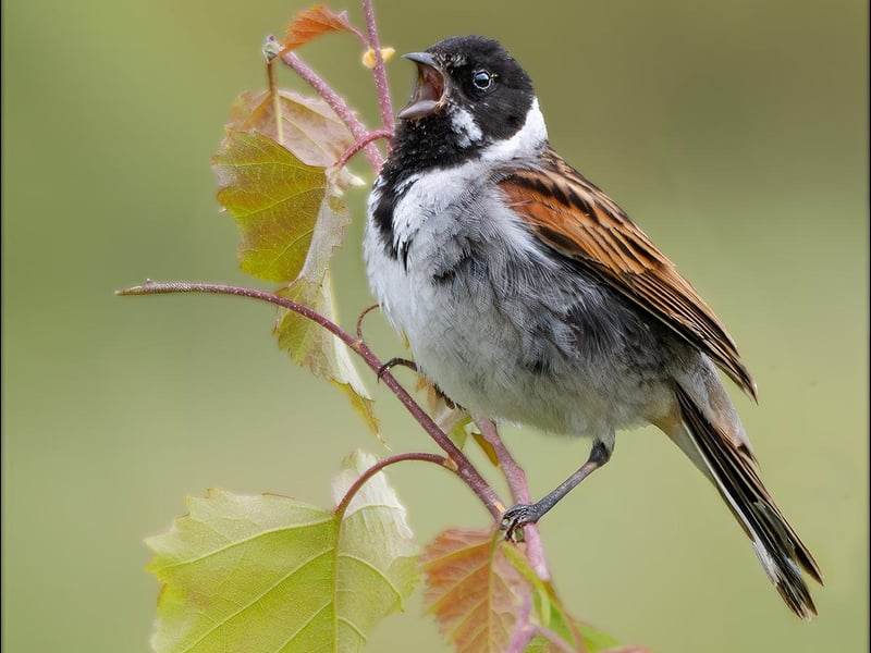 A singing Reed Warbler