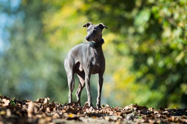 Italian Greyhounds average cost is high at £3,500 however, with lower costs needed towards food their lifetime cost comes in at £8,627 throughout their 13.5 years.