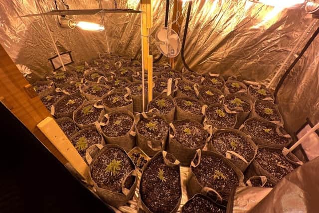The cannabis plants were seized from five properties in Heckmondwike.