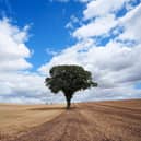 The country has seen record low rainfall and exceptionally high temperatures this summer, with many regions officially declared in drought. Photo by Christopher Furlong/Getty Images.