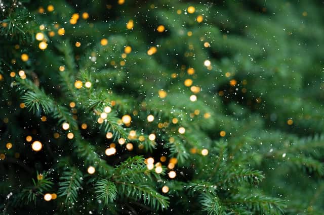 If you have a cut Christmas tree it may surprise you to know that each of its cells has seven times more DNA than a human cell. Photo: AdobeStock