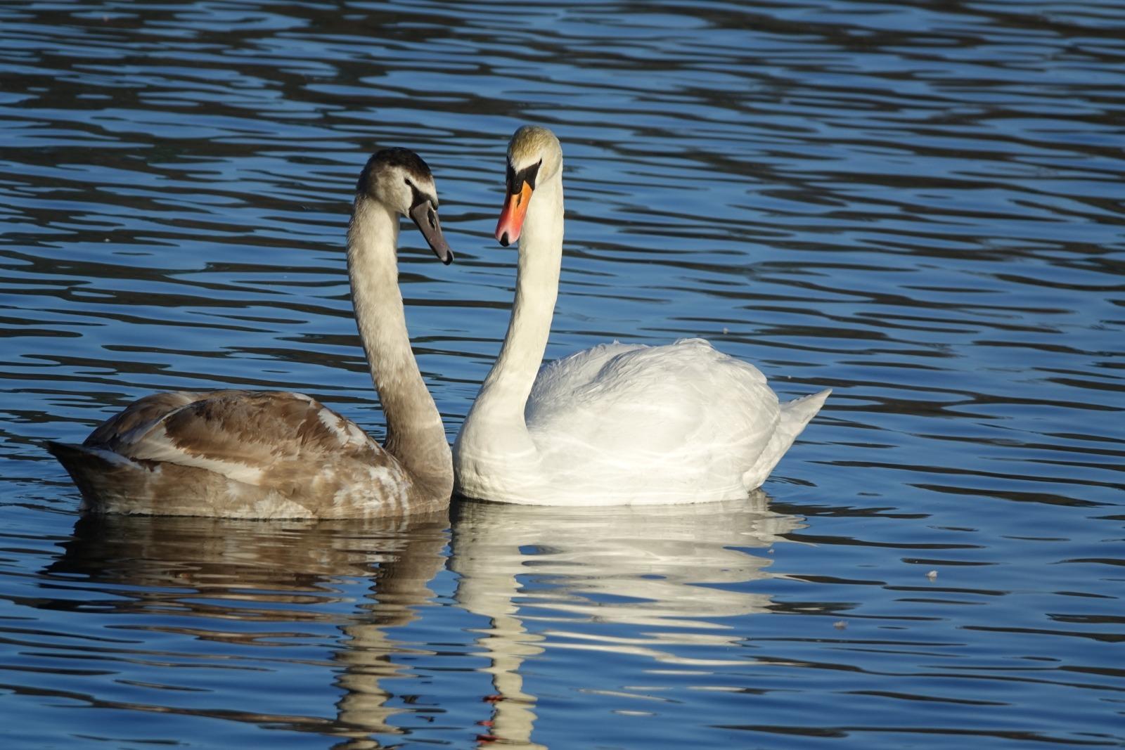 Parental love.