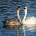 Parental love.