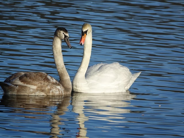 Parental love.