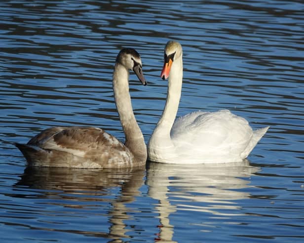 Parental love.