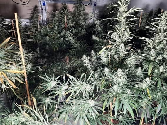 A Neighbourhood Policing Team executed a warrant at an address in the Ravensthorpe area on Sunday, September 10 and discovered 165 cannabis plants which were seized.