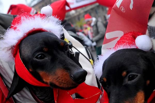 Dogs Trusts has had 50,000 requests from people wanting to rehome their dogs this year.
